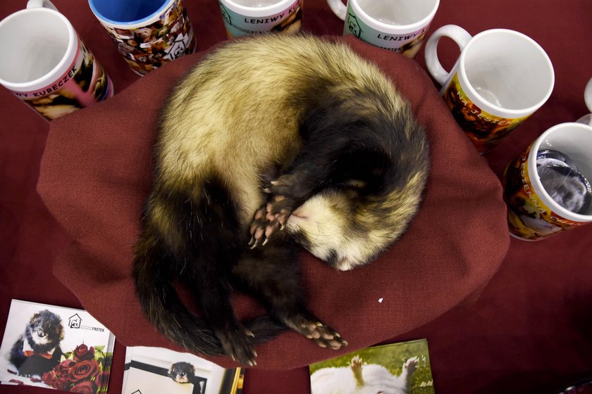 Największa zoowystawa w Międzynarodowym Centrum Kongresowym