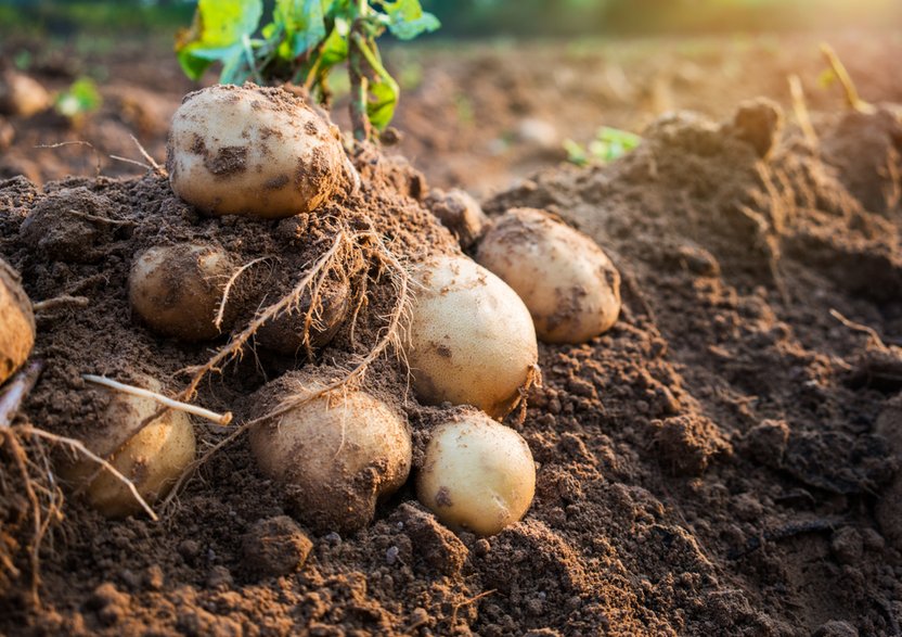 W sprzedaży dostępne są różne odmiany ziemniaków - natara/stock.adobe.com