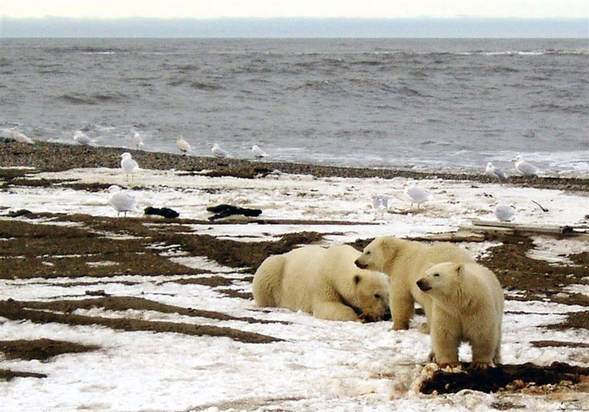 Ursus maritimus, niedźwiedź polarny, miś polarny