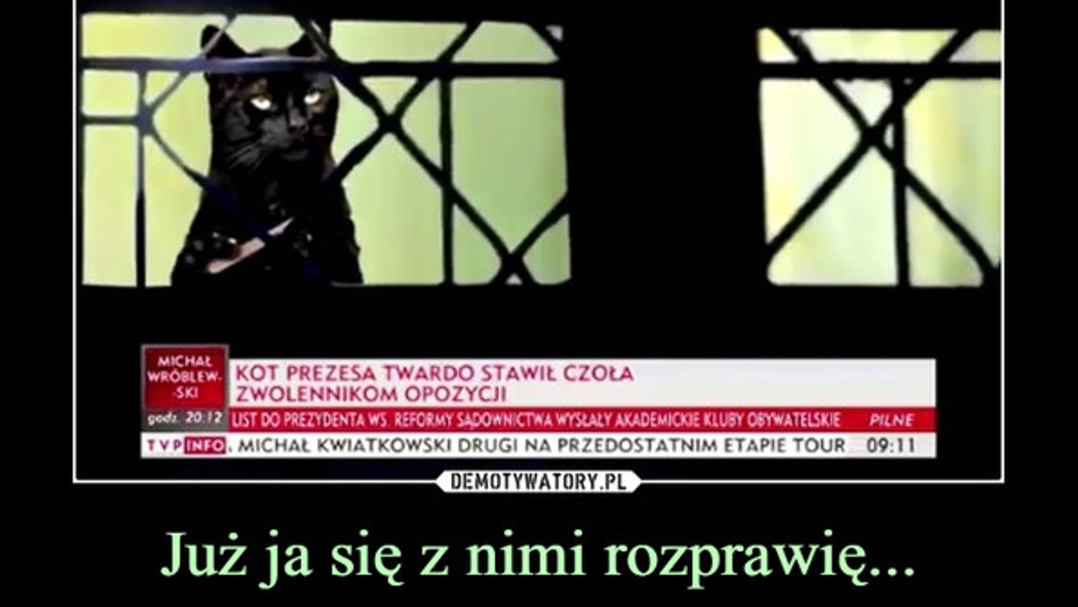 Zdjęcie kota Kaczyńskiego obserwującego manifestujących jest prawdziwym hitem sieci