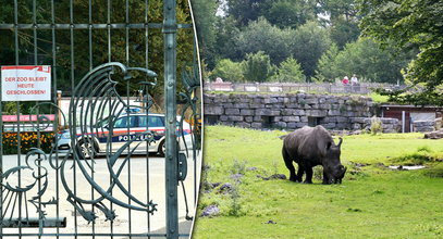 Horror w zoo. Nosorożec zabił kobietę. Jej mąż walczy o życie