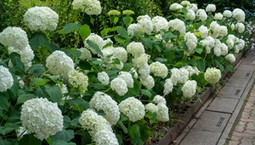 Zrób to w marcu, aby Twoje hortensje nie pokładały się latem. Ten patent usztywni łodygi i podtrzyma ciężkie kwiaty