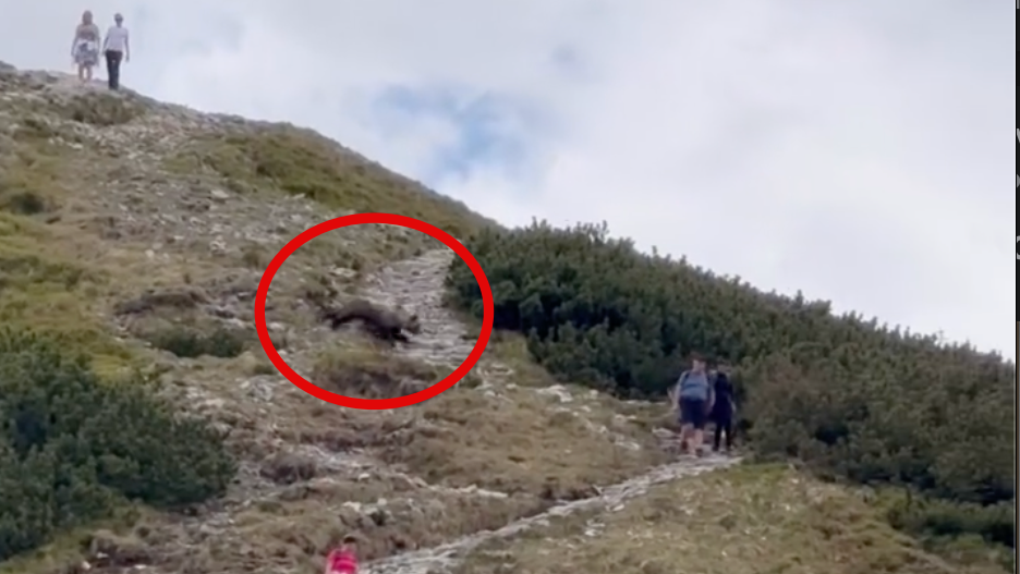 Medveď prebehol pomedzi turistov. 