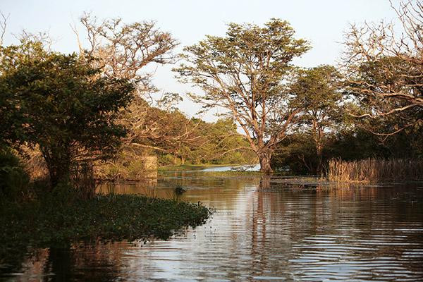 Galeria Sri Lanka - bogactwo fauny i flory, obrazek 11