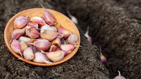 Kiedy sadzimy czosnek zimowy? Jak głęboko sadzić czosnek zimowy? Jak sadzić czosnek z ząbka?