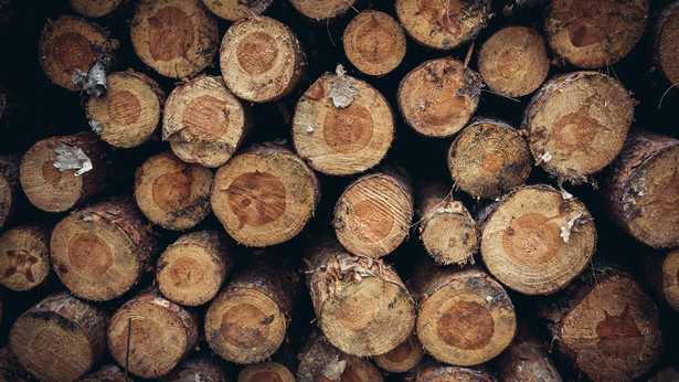 Drewno z wycinki lasu