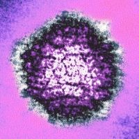 herpeszvirus-d0000118F9d2a4516dc9e