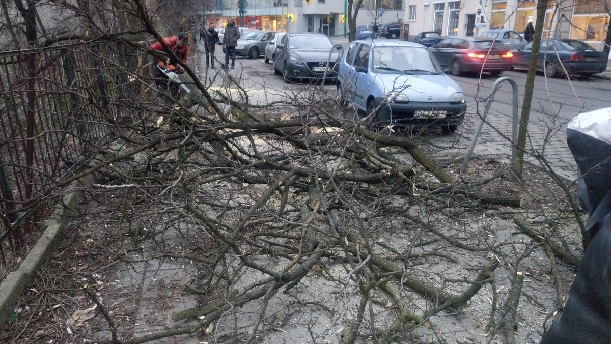 Poznańscy strażnicy coraz częściej interweniują w związku ze wzmożoną wycinką drzew. Na ulicy Górna Wilda ścięty konar spadł na chodnik - wszystko przez to, że prace były prowadzone bez odpowiedniego sprzętu. - Brak wyobraźni - komentuje Przemysław Piwecki z poznańskiej straży miejskiej i przypomina, że takie sytuacje mogą zakończyć się tragicznie.