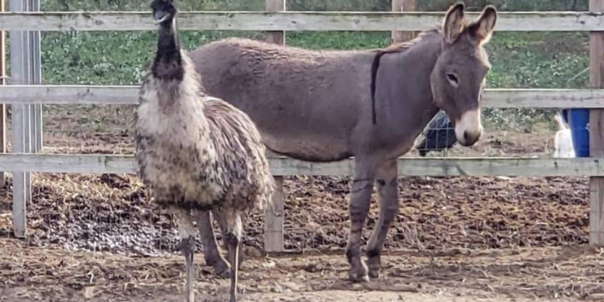 Zakochani emu i osioł 