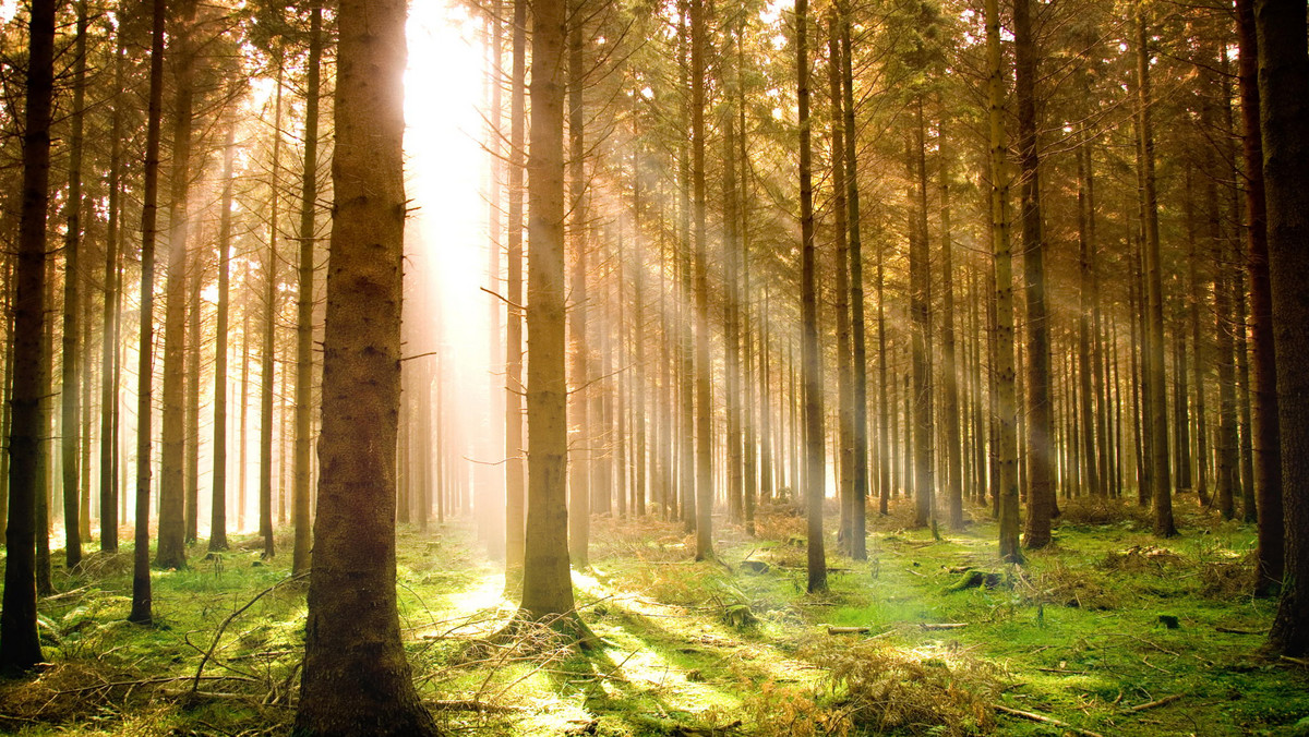 Jest pomysł referendum w sprawie przyszłości Lasów Państwowych - czytamy w "Naszym Dzienniku".