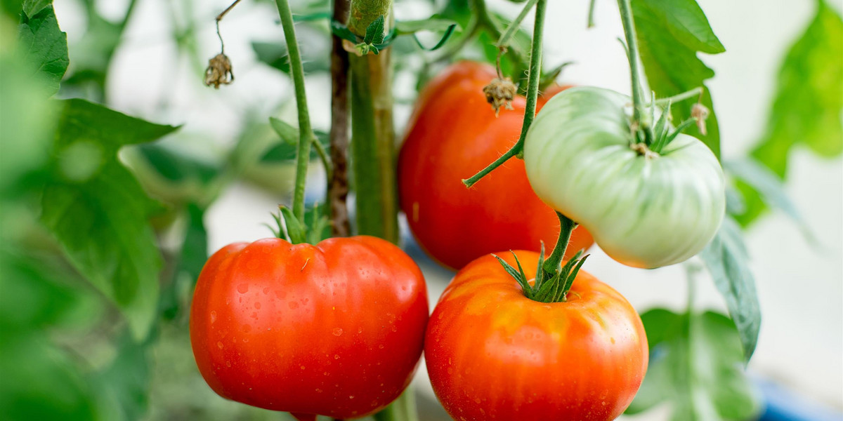 Gdy krzaczki pomidorów usychają, trzeba działać szybko. 