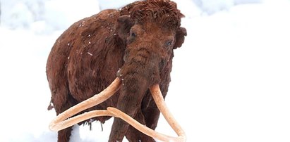 Mamut będzie królem Woli!