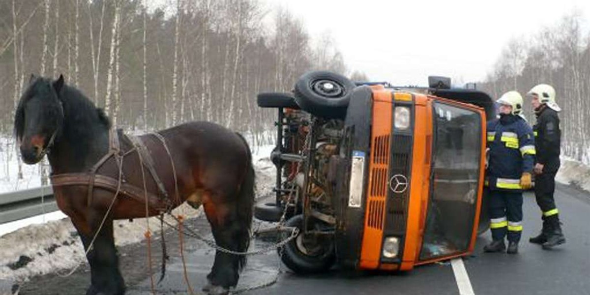 Głupota! Rolnik zaprzągł konia do ciężarówki