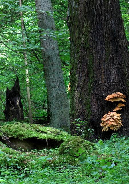 Galeria Polska - Puszcza Białowieska zagrożona?, obrazek 7