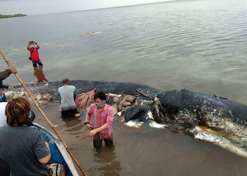 Martwy wieloryb na plaży. Miał w żołądku 6 kg plastiku!