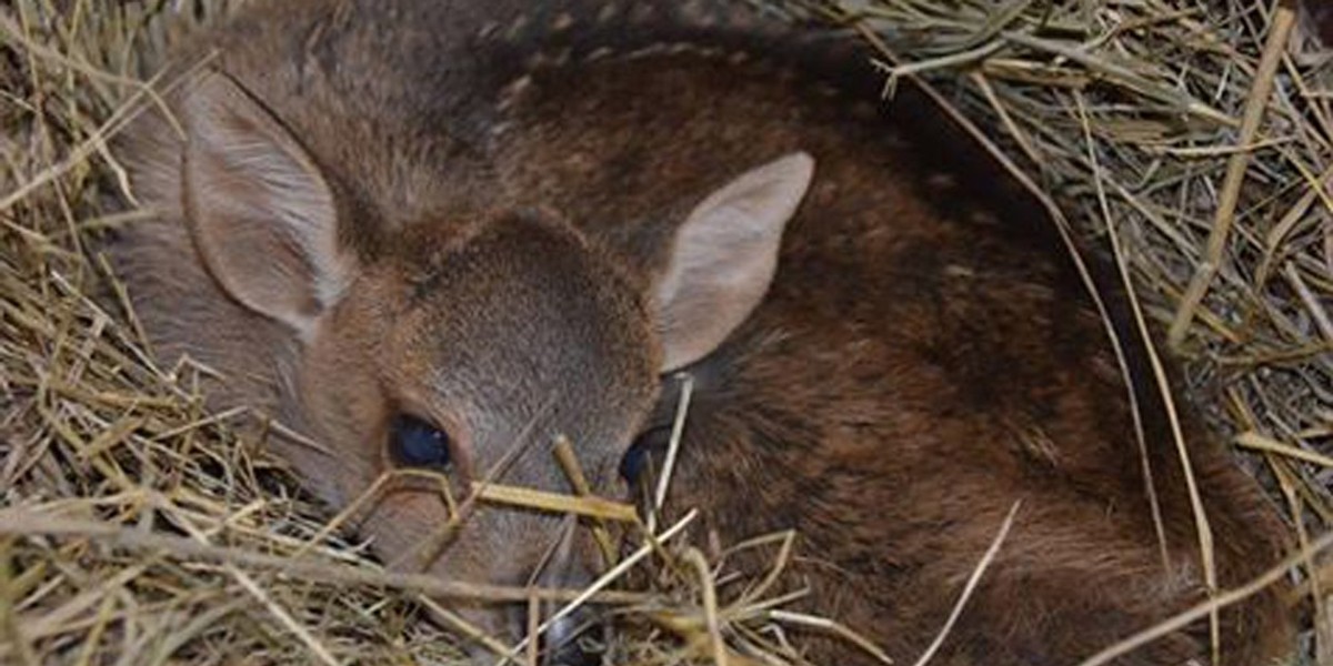 W poznańskim Zoo przyszedł na świat jelonek baweański