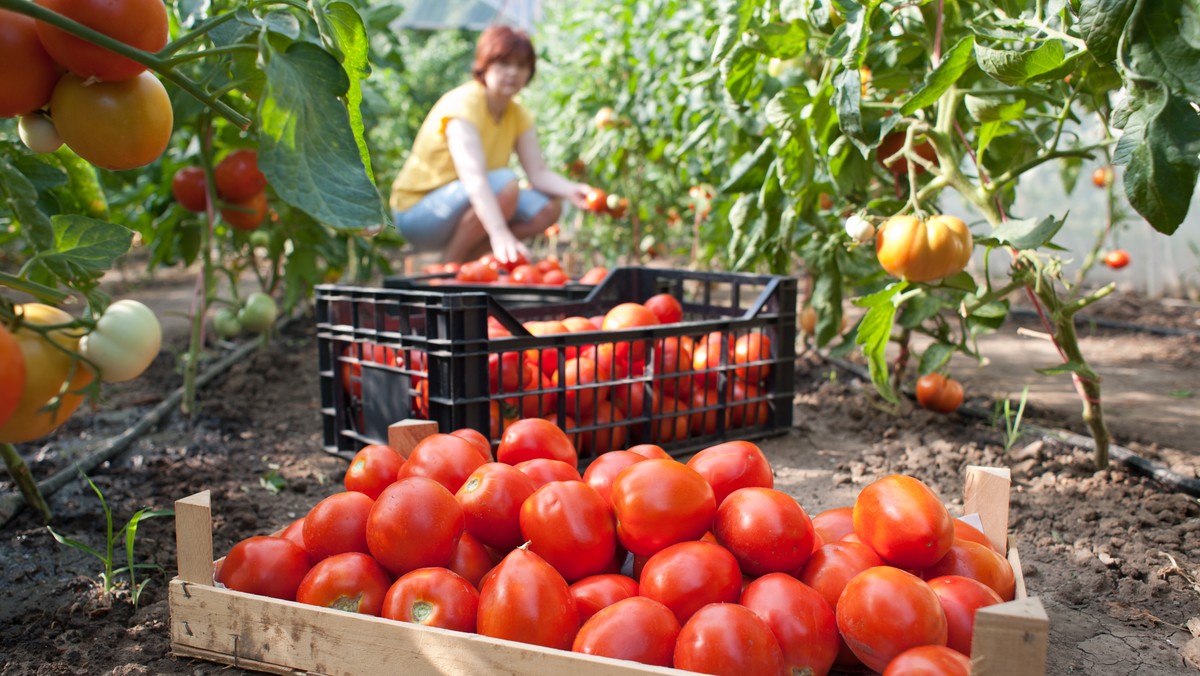 Komisja Europejska po raz ostatni w ramach obecnego systemu promocji produktów rolno-spożywczych, zaakceptowała 33 programy, o łącznym budżecie ponad 107 mln euro, w tym trzy z Polski - poinformował resort rolnictwa.