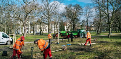 Sadzą drzewa. Takie, które przetrwają w miejskiej dżungli