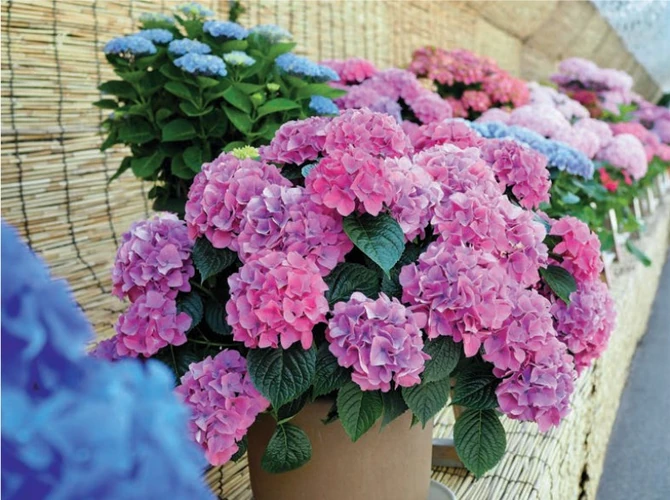 Stručnjaci su nam otkrili magiju plavih i roze hortenzija