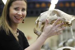 Joanna Bagniewska bada czaszkę tygrysa na wydziale zoologicznym University of Reading w Wielkiej Brytanii