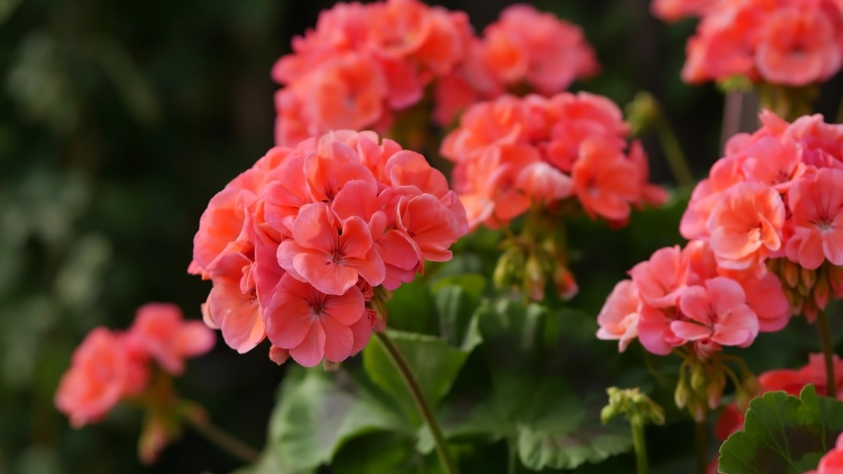 Kada izneti muškatle napolje i kako ih pripremiti za bujno cvetanje do jeseni