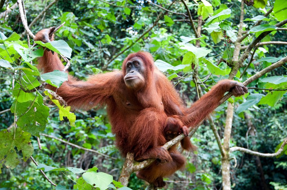 Orangutan