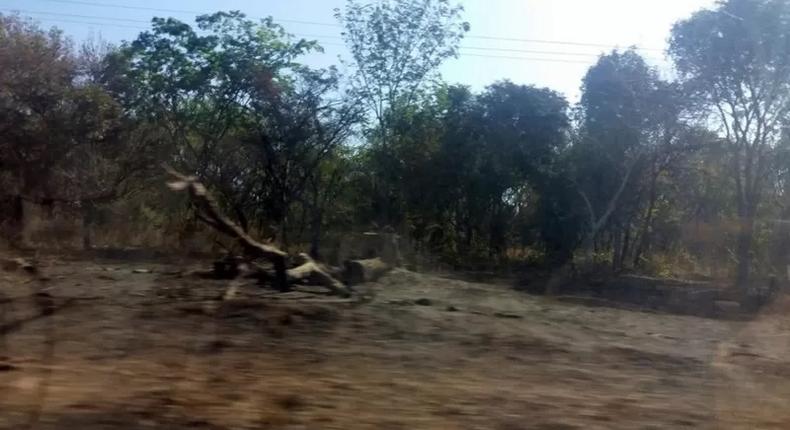 Une forêt détruite en Casamance