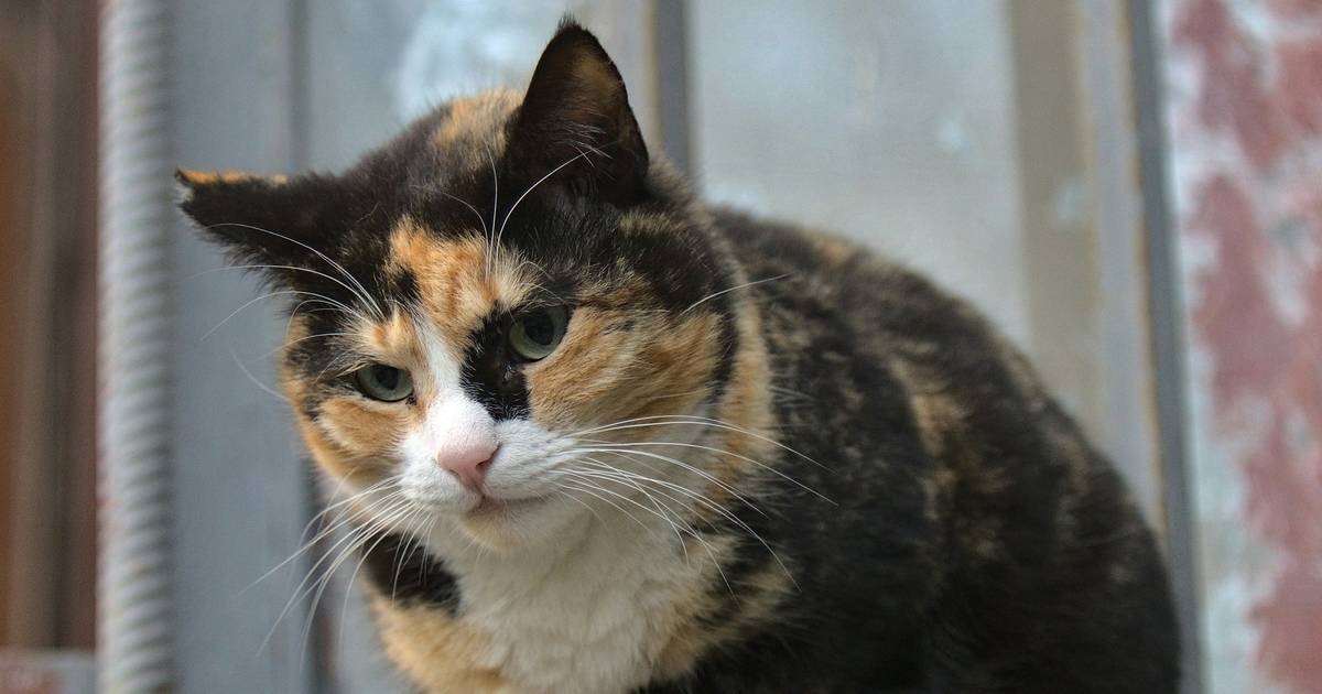 Koty cierpią w ciszy. "Bardzo źle radzą sobie z utratą opiekuna"
