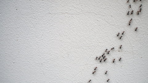 Naturalne metody na pozbycie się mrówek. Ekologiczne sposoby