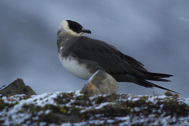 Galeria Wystawa polarnej fotografii przyrodniczej "Ptaki Spitsbergenu", obrazek 17