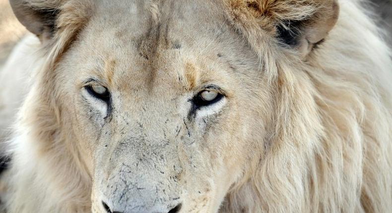 Kruger National Park, which borders Zimbabwe and Mozambique, is home to about 1,500 lions