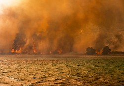 Pożar pustoszy popularną grecką wyspę. Winna sprzątaczka