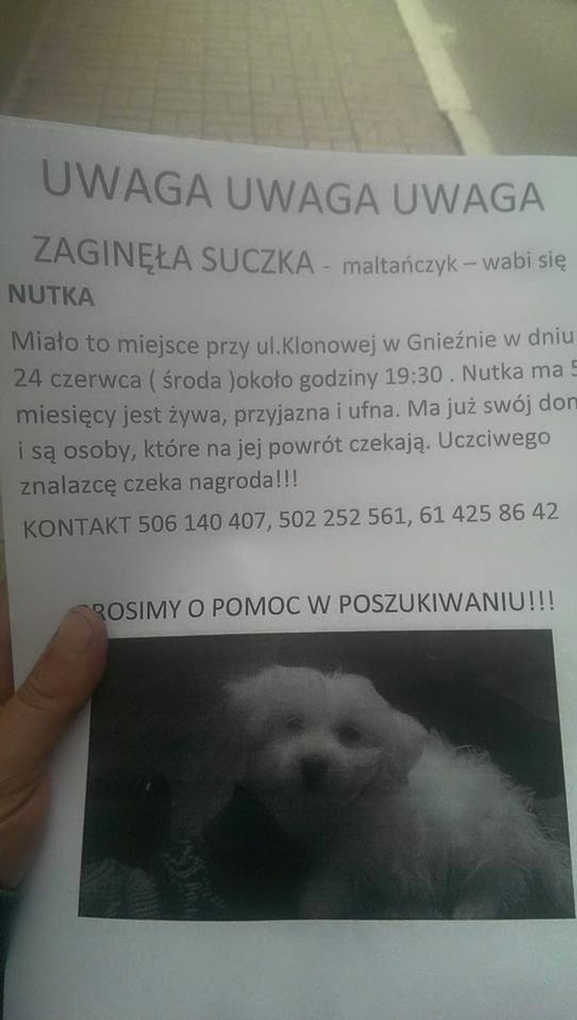 Porwano 5-miesięczną suczkę. Nutki szuka całe Gniezno!