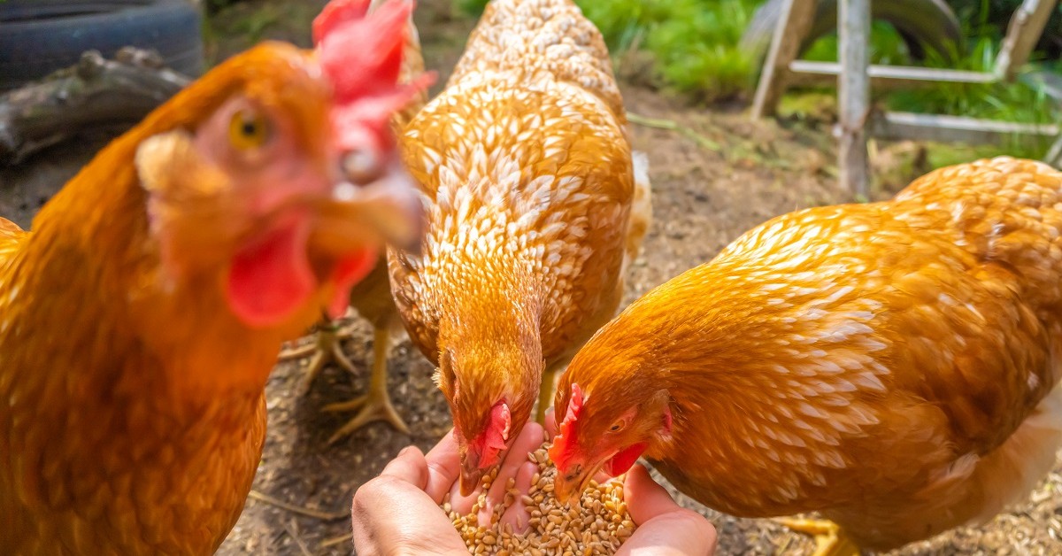 Ministerstwo Finansów potwierdza: zboże jest z 5-proc. VAT niezależnie od przeznaczenia