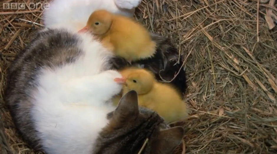 Svi oko majke, i mačići i pačići