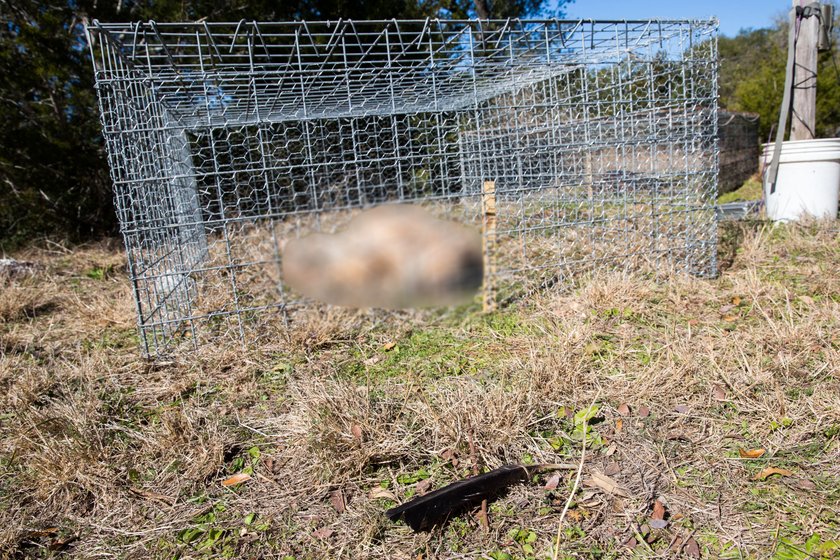 Trupia farma przy uniwersytecie  San Marcos Texas - The Forensic Anthropology Centre