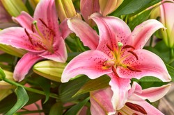 Czy obcinać kwiaty lilii po przekwitnięciu?