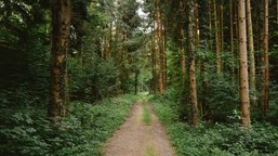 bat na śmieciarzy w lasach. nawet 10 tysięcy złotych kary