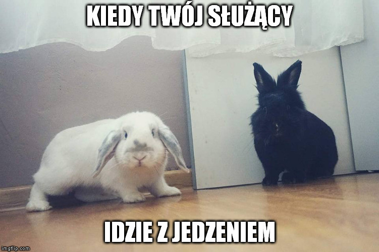 Najlepsze memy o królikach