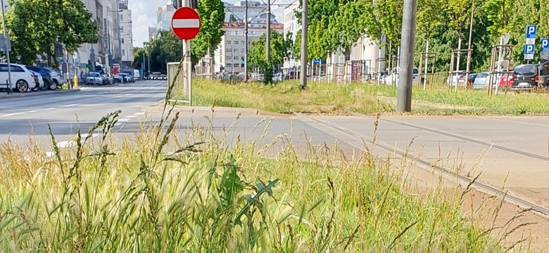 Warszawa ostrzega właścicieli psów. Omijajcie te miejsca szerokim łukiem na spacerze