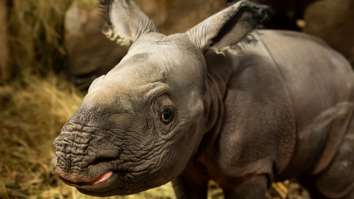 We wrocławskim zoo, po raz pierwszy w historii, na świat przyszedł nosorożec indyjski, przedstawiciel zagrożonego wyginięciem gatunku. Gdy zrobi się cieplej goście odwiedzający ogród będą mogli zobaczyć samiczkę nosorożca na wybiegu.