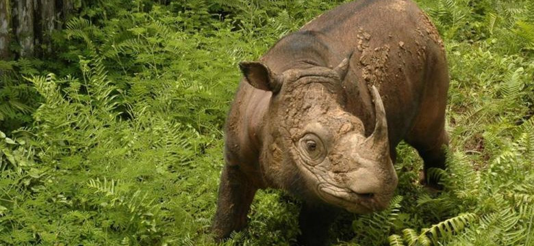 Zmarł ostatni samiec nosorożca sumatrzańskiego w Malezji [INFOGRAFIKA]