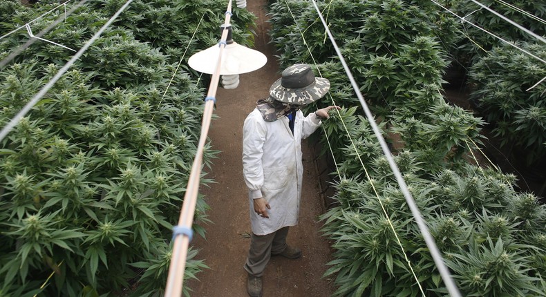 An employee checks cannabis plants at a medical marijuana plantation in northern Israel March 21, 2017