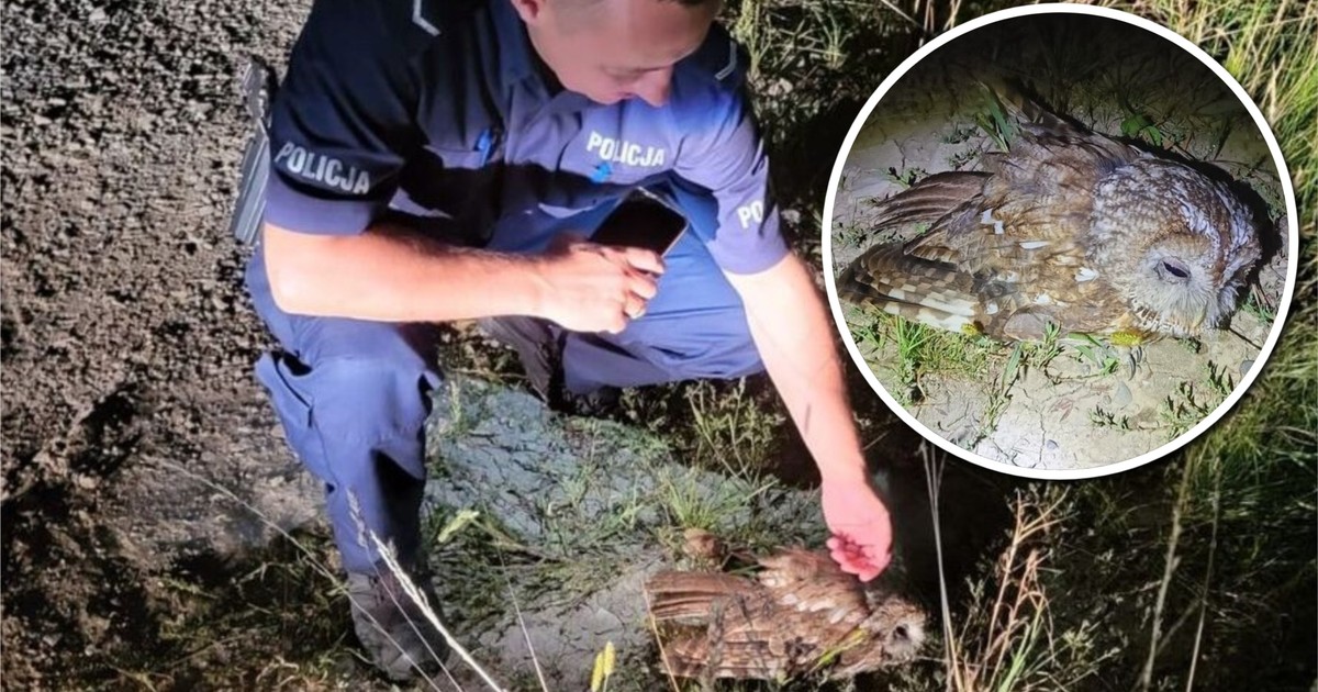 Półprzytomna sowa przy drodze – bohaterowie w akcji