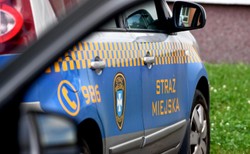 Straż miejska niczym skarbówka. Miałaby pomóc w walce z szarą strefą