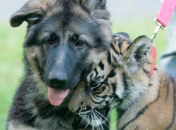 Tygrysica przyjacielem psa