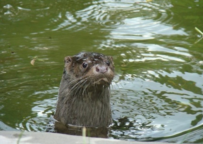 Nowa wydra w chorzowskim Zoo