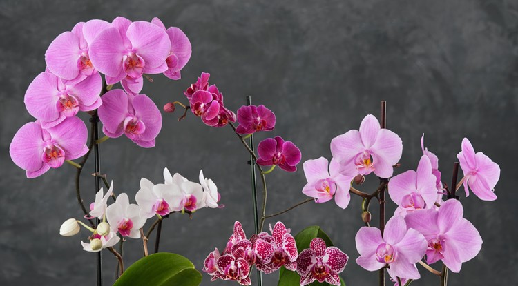 Így lesznek csodálatosak az orchideáid. Fotó: Getty Images