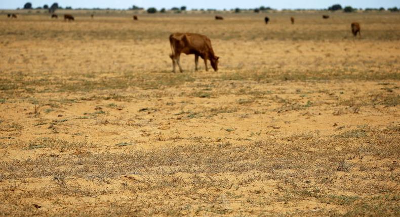 Cattle graze on a barren and parched land at a field in Hoopstad, a maize-producing district in the Free State province, South Africa, January 13, 2016. REUTERS/Siphiwe Sibeko