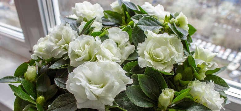 Pachnie jak drogie perfumy. Ten kwiat to prawdziwa ozdoba parapetu i naturalny sposób na piękny zapach w domu